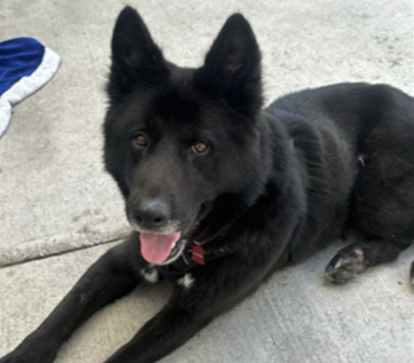 Apollo A521563 08.06