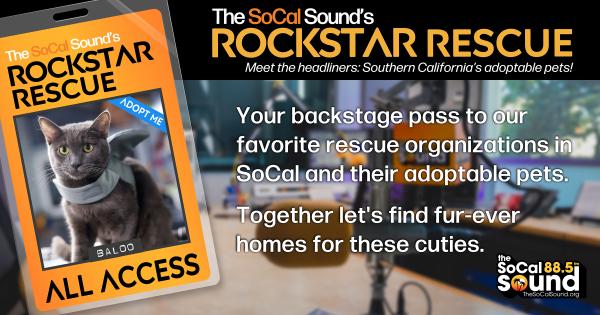 KCSN RockstarRescue PotW 101426 CreateOutlines FACEBOOK 1200x630